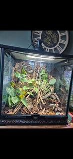 Compleet terrarium / paludarium van topkwaliteit, Dieren en Toebehoren, Ophalen, Zo goed als nieuw
