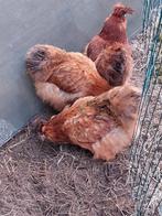 Zijdehoen hennen rood, choco, zilverpatrijs, zwart..., Dieren en Toebehoren, Pluimvee, Vrouwelijk, Kip