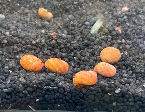 Clithon fancy yellow slakken | zoetwater slak, Dieren en Toebehoren, Vissen | Aquariumvissen, Zoetwatervis, Slak of Weekdier