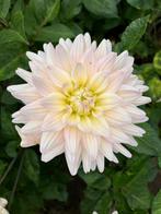 Dahlia knol - Diana’s Memory, Tuin en Terras, Bloembollen en Zaden, Ophalen of Verzenden, Volle zon, Knol