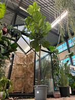 Ficus lyrata op stam – 250cm