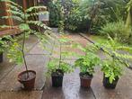 Honingboompjes, Ophalen, Volle zon, Overige soorten