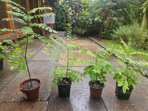 Honingboompjes, Tuin en Terras, Planten | Bomen, Overige soorten, Volle zon, Ophalen