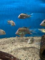 Geophagus steindachneri, Dieren en Toebehoren, Vis