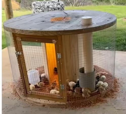 Unieke DIY KUIKENREN of DIERENVERBLIJF – Houten Haspel 85, Dieren en Toebehoren, Pluimvee, Overige soorten, Meerdere dieren
