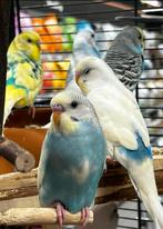 Jonge mooie grasparkieten in verschillende kleuren, Meerdere dieren, Parkiet