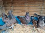 Jonge  Sierduiven  Prachtige Kleurstelling, Dieren en Toebehoren, Vogels | Duiven, Meerdere dieren, Overige soorten