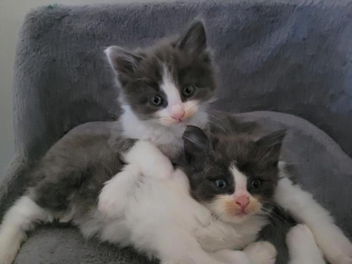 Super Mooie Maine Coon Kittens, Dieren en Toebehoren, Katten en Kittens | Raskatten | Langhaar, Meerdere dieren, 0 tot 2 jaar