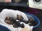 pups, Jack Russell Terriër, 8 tot 15 weken, Meerdere, Meerdere dieren