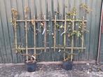 2 Appelboom Leivorm - Nu €50 pst! 150x100cm, Tuin en Terras, Planten | Bomen, In pot, Leiboom, Halfschaduw, Ophalen of Verzenden