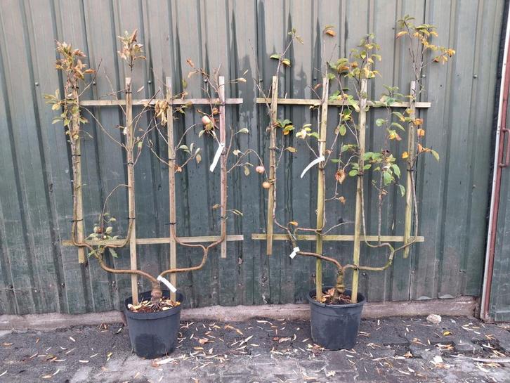 2 Appelboom Leivorm - Nu €50 pst! 150x100cm, Tuin en Terras, Planten | Bomen, Leiboom, 100 tot 250 cm, Halfschaduw, Zomer, In pot