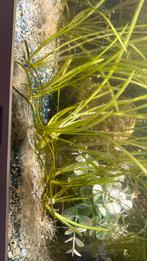 Aquarium planten, Dieren en Toebehoren, Ophalen of Verzenden, Zo goed als nieuw, Plant(en), Steen of Hout