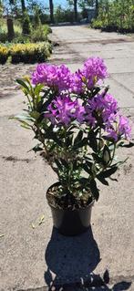 Bos Rhododendron ‘Ponticum’, Ophalen, Rhododendron, Struik, Minder dan 100 cm