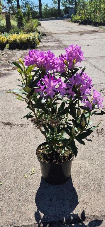 Bos Rhododendron ‘Ponticum’  beschikbaar voor biedingen
