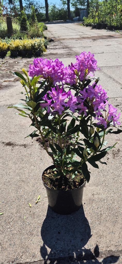 Bos Rhododendron ‘Ponticum’, Tuin en Terras, Planten | Struiken en Hagen, Struik, Rhododendron, Minder dan 100 cm, Ophalen