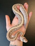 Koningspython- ballpython- python regius, Dieren en Toebehoren, Slang, Tam, 0 tot 2 jaar