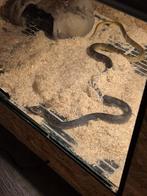 0.1 Drymarchon corais corais (geelstaart indigoslang), Dieren en Toebehoren