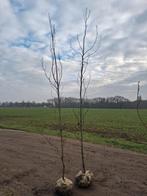 Fagus Sylvatica Dawyck - Zuilbeuk 6-8 cm groene zuil beuk, Ophalen of Verzenden, Lente, 100 tot 250 cm, Zuilboom