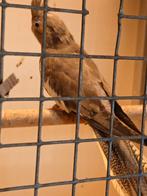 Jonge valkjes, Dieren en Toebehoren, Vogels | Parkieten en Papegaaien, Geslacht onbekend, Parkiet