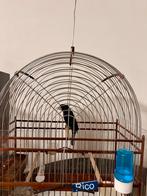 Twa Twa, Dieren en Toebehoren, Vrouwelijk