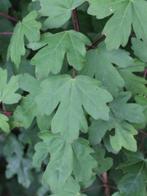Acer Campestre, Spaanse aak, Veldesdoorn inheems, Tuin en Terras, Ophalen of Verzenden, Esdoorn, Struik, Minder dan 100 cm