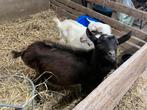 Bok/ dekbok, Dieren en Toebehoren, Schapen, Geiten en Varkens, Mannelijk, Geit