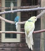 Kakariki's, Dieren en Toebehoren, Vogels | Parkieten en Papegaaien, Meerdere dieren, Parkiet