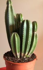 Euphorbia cactus, Huis en Inrichting, Kamerplanten, Cactus, Ophalen of Verzenden