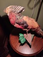 Opgezette taxidermie fazant. Ziet er goed uit., Slang, 0 tot 2 jaar