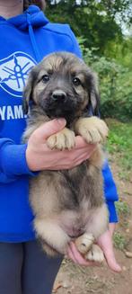 Akaro – klein avontuurtje zoekt warme armen, Particulier, Rabiës (hondsdolheid), 15 weken tot 1 jaar, Reu