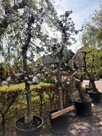 Oude fruitbomen o.a. Elstar Appelbomen, Tuin en Terras, Planten | Bomen, Ophalen, In pot, Halfschaduw, Overige soorten