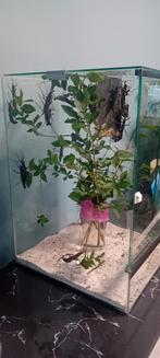 Terrarium met Peruaanse wandelende takken, Ophalen, Gebruikt