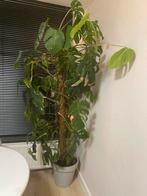 Grote mondtera kamerplant van 2 meter, 200 cm of meer, Overige soorten, In pot, Groene kamerplant
