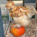 Prachtige USA zijdehoen hanen, Dieren en Toebehoren, Pluimvee, Mannelijk, Kip