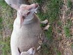 Rouge l'quest dekram, Dieren en Toebehoren, Mannelijk, Overige soorten