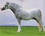 Chique, stoere, lieve A welsh Ruin, Dieren en Toebehoren, Pony's, B, Ruin, Met stamboom, A pony (tot 1.17m)
