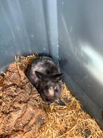 Lief konijn, Dieren en Toebehoren, Mannelijk, Klein, 0 tot 2 jaar