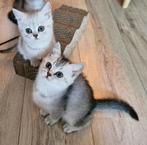 Brits britse korthaar kittens Silver Shaded & Smoke, Dieren en Toebehoren, Meerdere dieren, Ontwormd