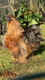 mooie zijdehoender haan, Dieren en Toebehoren, Mannelijk