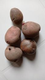Pootaardappelen Sarpo Mira poters, Tuin en Terras, Ophalen of Verzenden, Voorjaar, Volle zon, Knol