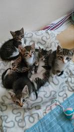 Kittens. Vanaf 10 september mag ophalen., Dieren en Toebehoren, Katten en Kittens | Overige Katten, Kater