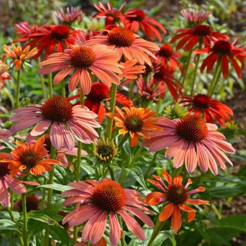 Zonnehoed - Echinacea (purpurea), Tuin en Terras, Planten | Tuinplanten, Volle zon, Zomer, Verzenden