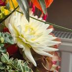 Dahlia knollen, Tuin en Terras, Bloembollen en Zaden, Ophalen of Verzenden, Volle zon, Knol