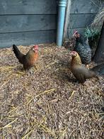 3 prachtige hennen te koop, Dieren en Toebehoren, Pluimvee, Vrouwelijk, Kip