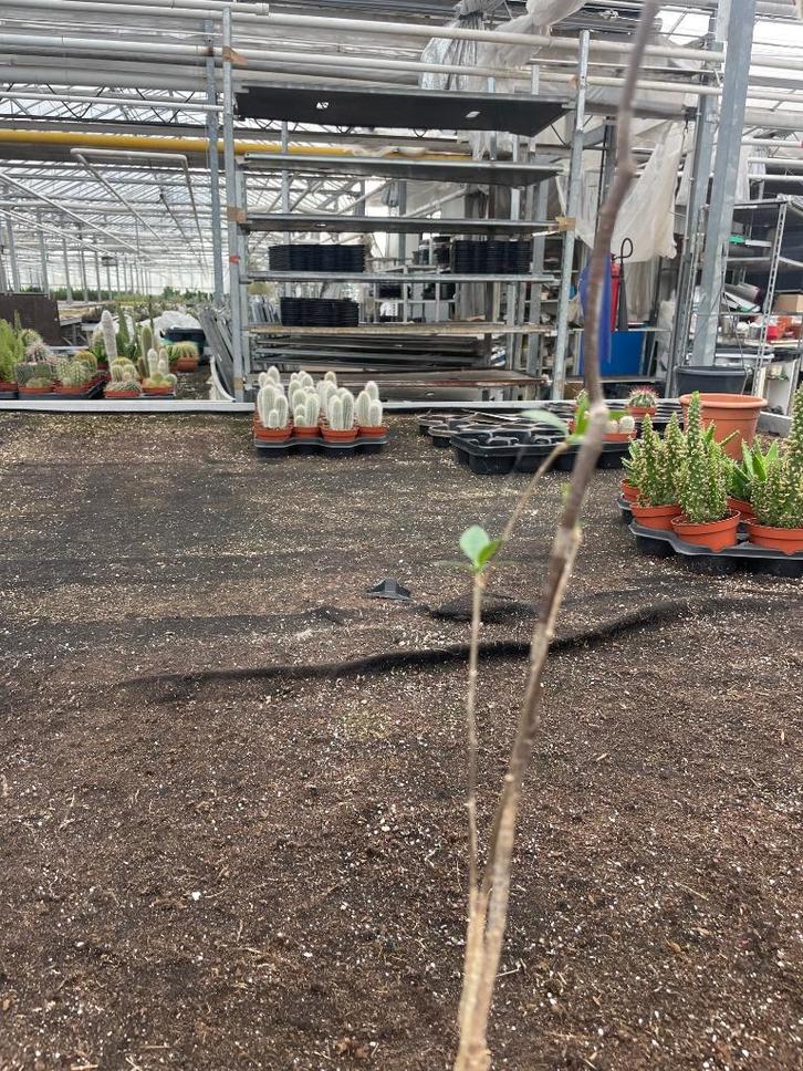 Caudex Euphorbia Mahabobokensis Madagaskar potmaat 12cm., Huis en Inrichting, Kamerplanten, Overige soorten, Minder dan 100 cm