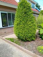 Gratis 4 Coniferen - Zelf Uitgraven, Tuin en Terras, Planten | Bomen, Volle zon, Bloeit niet, Ophalen of Verzenden, 100 tot 250 cm