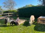 Twee ontzettend lieve mini shetlanders, Dieren en Toebehoren, Meerdere dieren, A pony (tot 1.17m), 11 jaar of ouder