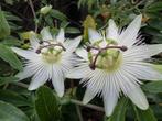 Passiebloem Wit, Tuin en Terras, Planten | Tuinplanten, Ophalen, Volle zon, Vaste plant, Klimplanten