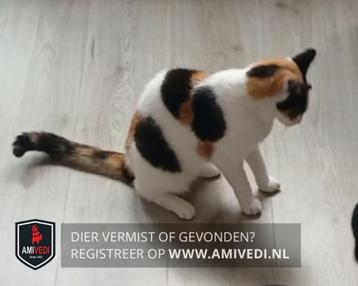 Vermist! Onze lola. beschikbaar voor biedingen