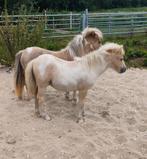 Shetlander palominobont hengst veulen. (verkocht.), Dieren en Toebehoren, Pony's, 0 tot 2 jaar, Hengst, A pony (tot 1.17m), Onbeleerd